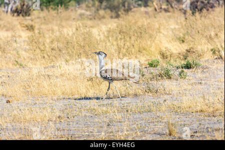 Secretarybird (Sagittarius serpentarius), an African mainly terrestrial bird of prey, in long grass, Okavango Delta, Kalahari, Botswana, southern Africa Stock Photo