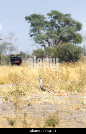 Secretarybird (Sagittarius serpentarius), an African mainly terrestrial bird of prey, in long grass, Okavango Delta, Kalahari, Botswana, southern Africa Stock Photo