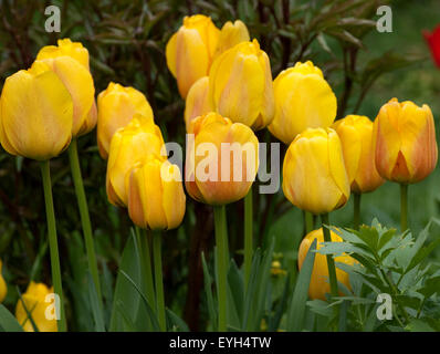Tulpenbluete, gelbe Stock Photo