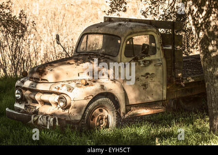 Abandoned old truck left to nature on a ranch in Santa Ynez, California.  Old  California license plate partially visible. Stock Photo