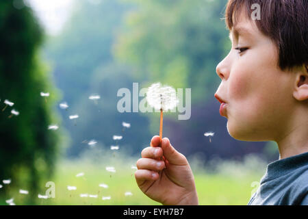 Boy blowing dandelion seeds from seedhead. Caucasian child, 6-7 years old. Close up, head and shoulders. Green tree background. Stock Photo