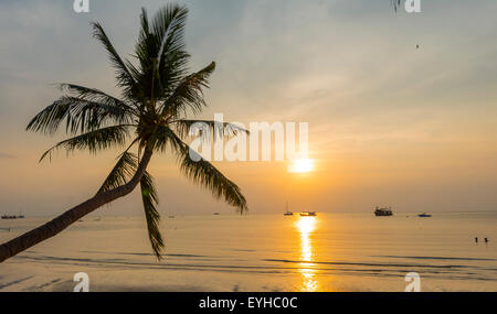 Palm tree at sunset on the beach of Koh Tao, Gulf of Thailand, Thailand Stock Photo