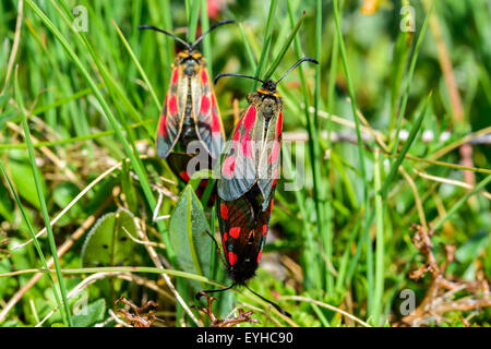 Closeup photo of the Slender Scotch Burnet moth. Stock Photo