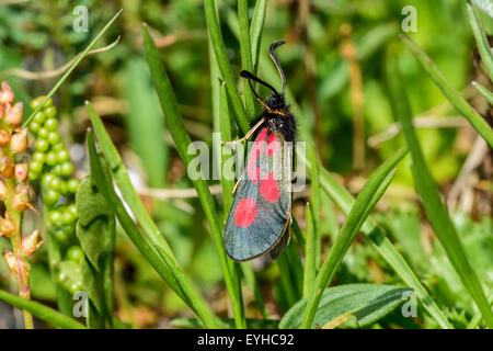 Closeup photo of the Slender Scotch Burnet moth. Stock Photo