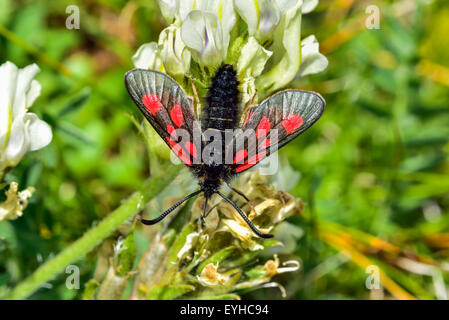 Closeup photo of the Slender Scotch Burnet moth. Stock Photo