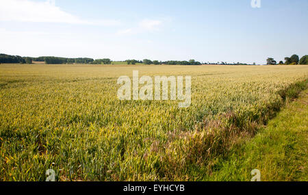 Wheat crop ready to be harvested growing in field, Suffolk, England, UK Stock Photo