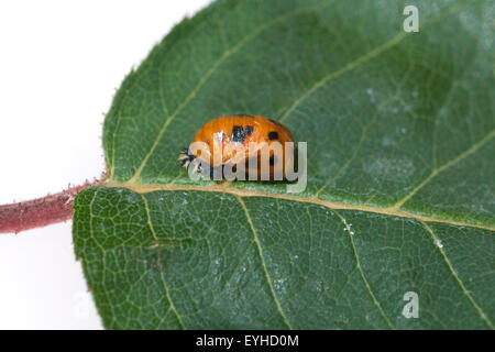 Larve; Asiatischer; Marienkaefer; Verpuppung, Stock Photo