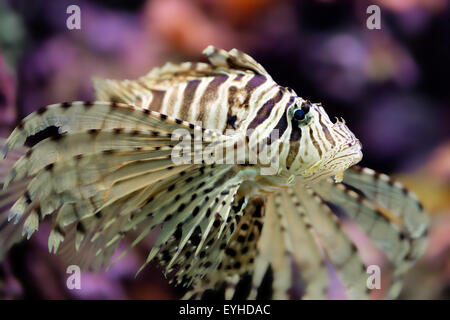 Red lionfish Pterois volitans Stock Photo