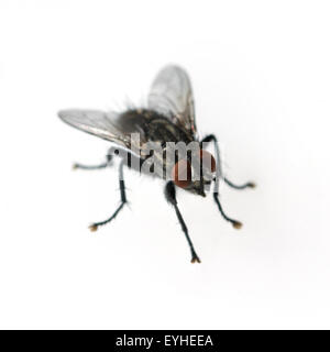 Stubenfliege; Musca domestica Stock Photo