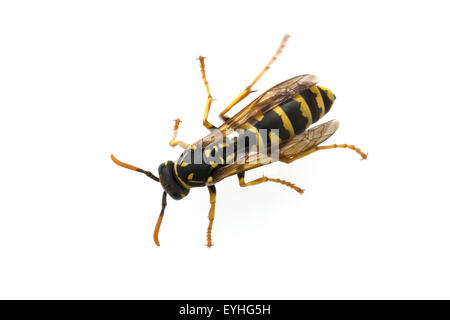 Wespe, Vespula, germanica, Stock Photo