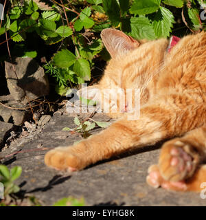 Ginger cat sleeping on stone step in the garden in summer sunshine UK July Stock Photo