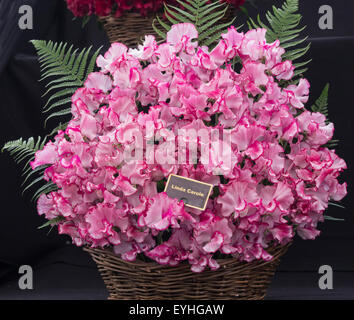 Display of pink coloured sweet peas  Lathyrus odoratus RHS Cheshire Flower Show Tatton Park England Stock Photo
