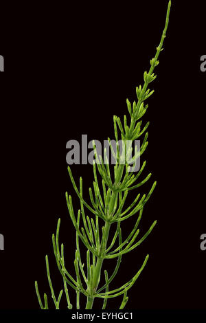 Ackerschachtelhalm; Equisetum; arvense; Stock Photo