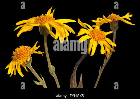 Arnika; Arnica montana; Gebirgspflanze; Stock Photo