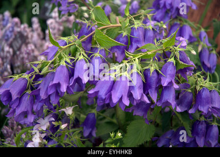 Purple flowering Campanula Kent Belle in a west London garden, England UK Stock Photo
