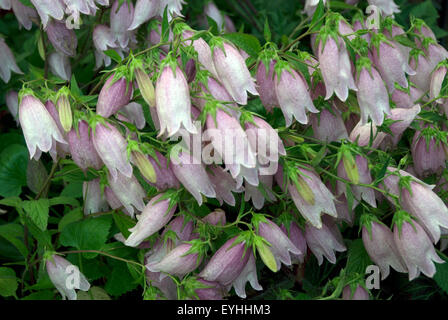 Pink flowering Campanula Takesimana Elizabeth in a west London garden, England UK Stock Photo