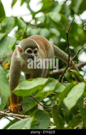 Saimiri sciureus, Common Squirrel Monkey, Napo River, Ecuador Stock Photo