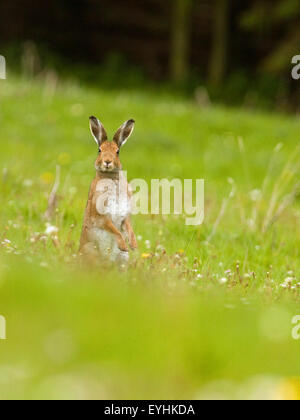 Mountain Hares,Ireland Stock Photo