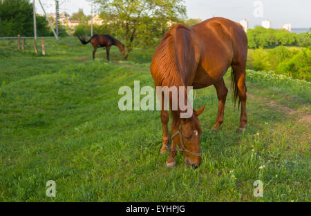 Horses on a spring pasture at evening time Stock Photo