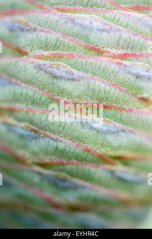 Close up, detailed, macro shot of Atlas Cedar pine cone; Cedrus Atlantica -  Glauca group Stock Photo