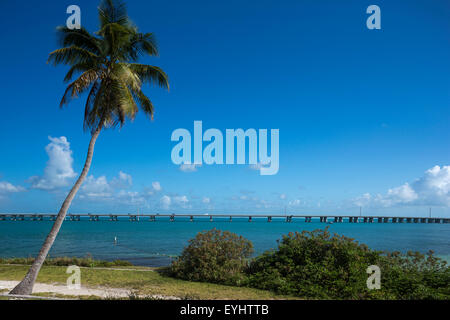 PALM TREE CALUSA BEACH BAHIA HONDA STATE PARK BAHIA HONDA KEY FLORIDA USA Stock Photo