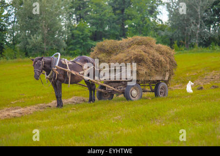 Horse and hay wagon in a field on background ,photo Stock Photo