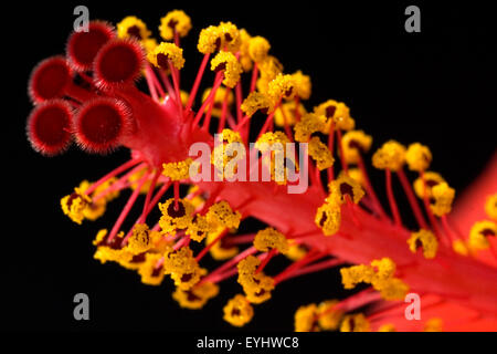 Hibiskus; Hibiscus rosa-sinensis; Stock Photo