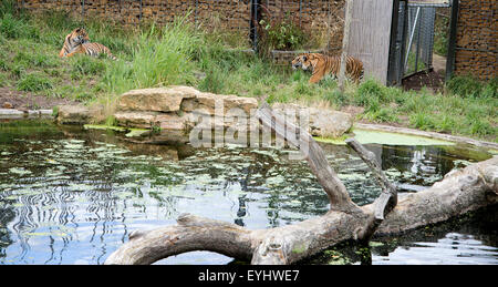 Sumatran tigers in their Tiger Territory outdoor enclosure at London Zoo.