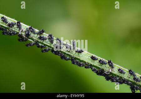 Black bean aphids or garden 'blackfly' Stock Photo