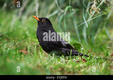 Common blackbird (Turdus merula) male on the ground showing slight form of leucism with white feathers in wing Stock Photo