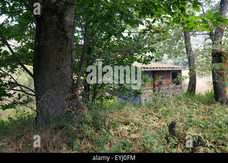 rundown shack in the woods Stock Photo