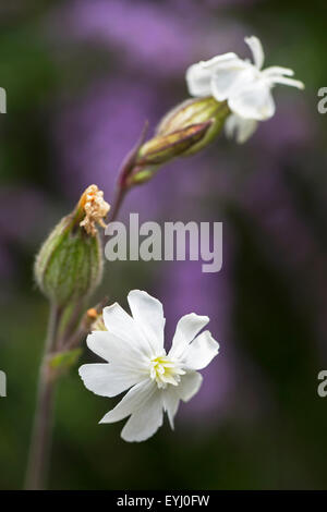 White campion (Silene latifolia / Melandrium album / Silene pratensis) in flower Stock Photo
