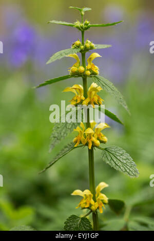 Yellow archangel / artillery plant / aluminium plant (Lamiastrum galeobdolon / Lamium galeobdolon / Galeobdolon luteum) flowers Stock Photo