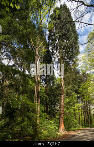 Giant sequoia / giant redwood / Sierra redwood / Sierran redwood / Wellingtonia (Sequoiadendron giganteum) in European park Stock Photo