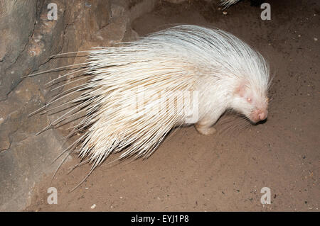 Albino Cape porcupine. Albinism in animals is considered to be a hereditary condition characterised by the absence of pigment in Stock Photo