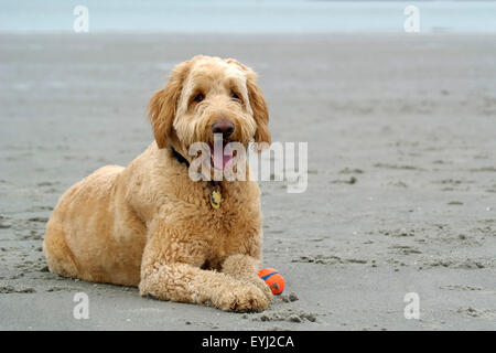 A large golden doodle dog lying on a beach, panting. Stock Photo