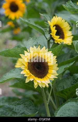 Helianthus annuus. Sunflower 'Sunrich Limoncello Summer' Stock Photo