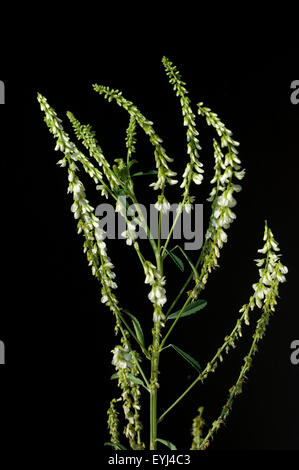 Steinklee; Melilotus, officinalis, Heilpflanzen, - Stock Photo
