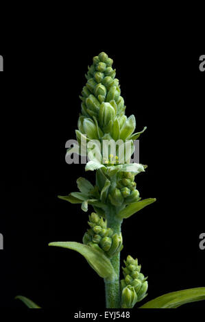 Weisser Germer, Veratrum Album, Giftpflanze, Stock Photo