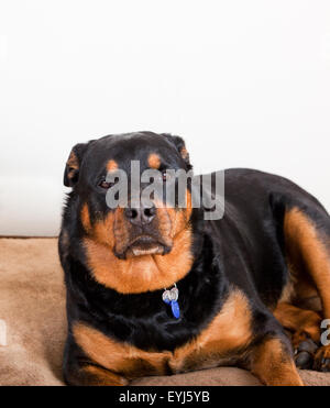 A black and mahogany Rottweiler laying down on a doggie bed with a soft look to her face and a white wall background. Stock Photo