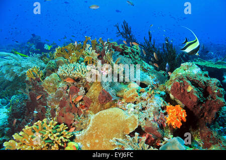 Colorful Coral Reef against Blue Water, Komodo, Indonesia Stock Photo