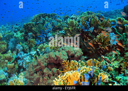 Healthy and Colorful Coral Reef against Blue Water, Komodo, Indonesia Stock Photo