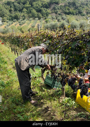 Italy, Basilicata, Roccanova, vineyards, grape harvest Stock Photo