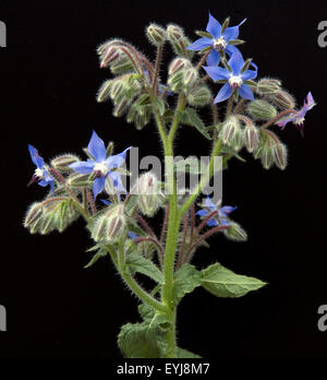 Borretsch, Borretschbluete, Borago officinalis, Kuechenkraeuter, Kuechenkraut, Kuechengewuerz, Gewuerz, Gewuerzkraut, Heilpflanz Stock Photo