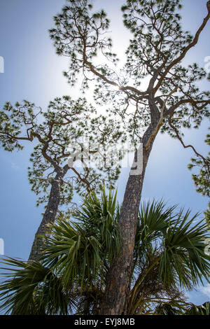 Pine trees against blue sky, Big Bend area, Florida Stock Photo