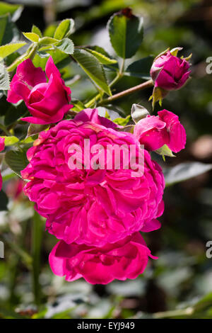 Flower and buds of the David Austin bred English rose, 'Sir John Betjeman' Stock Photo