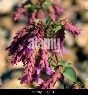 Bristol Cross Hopfenoregano, Stock Photo