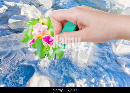weather concept - hand deletes ice and snow by rubber eraser from image and iris flowers on green meadow are appearing Stock Photo