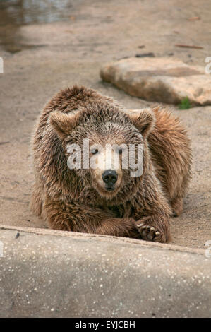 European brown bear, Ursus arctos arctos, captive in a zoo. Santillana del Mar. Cantabria. Spain. Stock Photo
