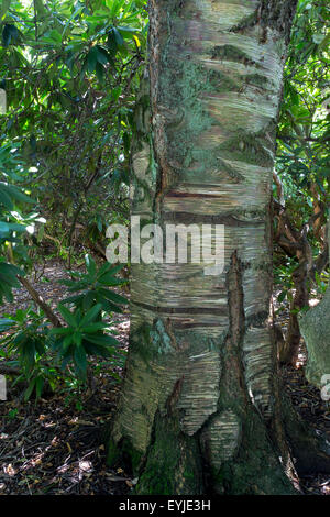Betula ermanii, Gold birch in botanic garden Stock Photo